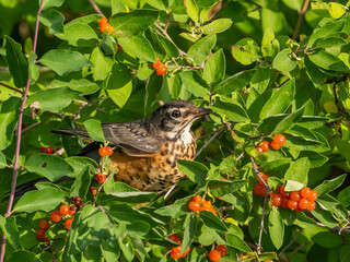 An American Robin in juvenile plumage perched amongst honeysuckle with orange-red berries.