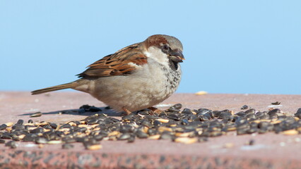 sparrow on the beach