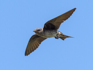 A female or immature male Purple Martin in flight