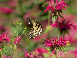 A Tiger Swallowtail in flight amongst the flower heads of monarda plants