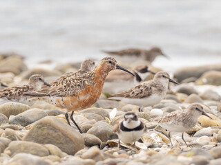 An adult Curlew Sandpiper, molting out of alternate, summer plumage, perched on the shoreline amongst other shorebirds.