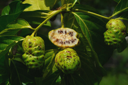 Noni morinda citrifolia fruits on the tree, family (rubiaceae). They are used for juice, powders made from dried fruit for cosmetic and medical products. Terra do Caju, Amazonas, Brazil.