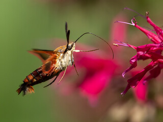 A close up of a Hummingbird Clearwing hawkmoth with proboscis extended about to feed on a monarda flower.