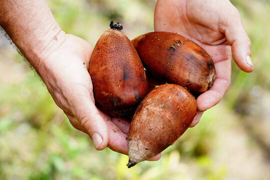 Fruits of the babassu palm (Attalea speciosa) in the hand. They are used to make medicines, beauty products and drinks. The fruit is also marketed as food supplement powder. Amazon rainforest, Brazil.