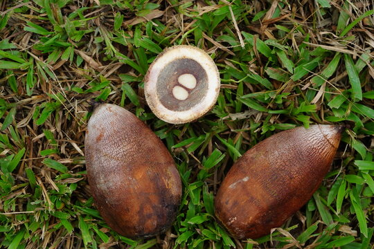 Fruits of the babassu palm (Attalea speciosa), with one of them split in cross-section.  They are used to make medicines, beauty products and drinks. Amazon rainforest, Brazil.