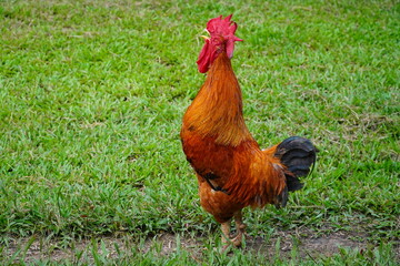 Wake Up Call, the Cockerel Crowing. Aggressive colorful rooster, constantly attacking his owner. Terra do Caju village, Amazonas, Brazil.