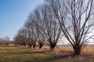 Przedwiośnie w Dolinie Górnej Narwi, Podlasie, Polska