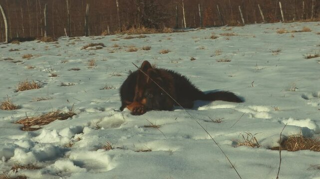 German Shepard Dog on the graund in winter