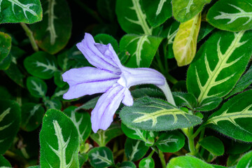 Ruellia devosiana, Ornamental tropical plant with purple flowers and colored leaves in the plant collection