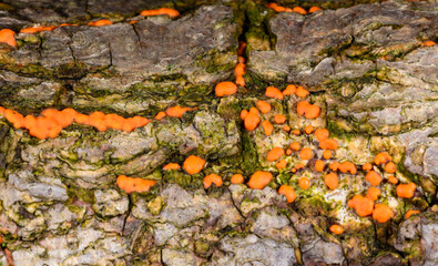 Nectria cinnabarina, red saprophytic fungus on the bark of an old tree, destroying dead wood, Ukraine