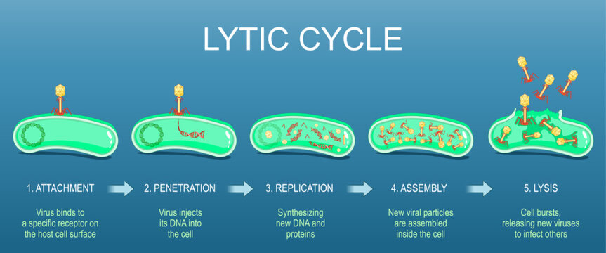 Lytic cycle. Bacteriophage and Bacteria