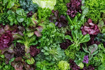 Vibrant and Fresh Salad