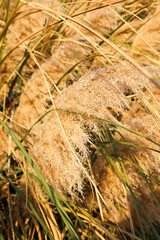 Pampas grass in the evening sunlight