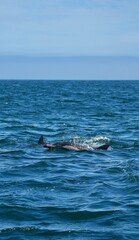 Obraz premium Delfinschule gemeiner Defline vor Kapstadt (Südafrika)