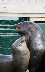 Obraz premium Kämpfende Seelöwen im Hafen von Kapstadt (Südafrika)
