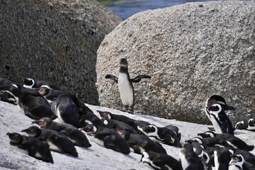 Brillenpinguine am Foxy Beach bei Simons Town in der Nähe von Kapstadt (Südafrika)