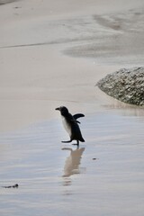 Brillenpinguine am Foxy Beach bei Simons Town in der N&auml;he von Kapstadt (S&uuml;dafrika)
