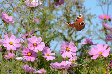 Schmetterling 1272 © K.-U. Häßler