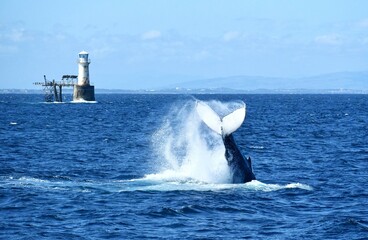Naklejka premium Buckelwal Whale-Watching in der False Bay am Kap der Guten Hoffnung in Kapstadt (Südafrika)