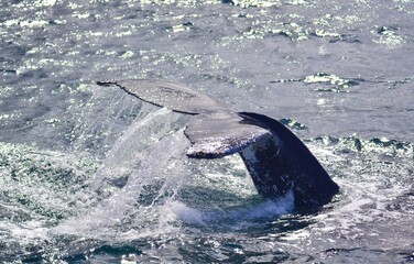 Buckelwal Whale-Watching in der False Bay am Kap der Guten Hoffnung in Kapstadt (Südafrika) © Tobias