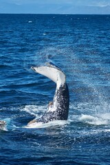 Naklejka premium Buckelwal Whale-Watching in der False Bay am Kap der Guten Hoffnung in Kapstadt (Südafrika)