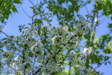 Prunus avium wild sweet cherry in bloom, beautiful white flowering tree branches with green leaves