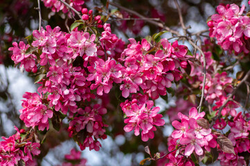 Ornamental malus royalty beautiful apple flowering tree, springtime, purple pink flowers in bloom on branches