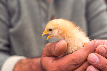 man holding little chicken in his hands