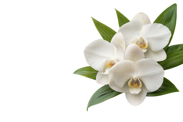Three white orchids are surrounded by green leaves, isolated