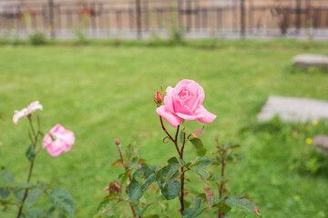 Roses in the garden, Roses are beautiful with a beautiful sunny day.