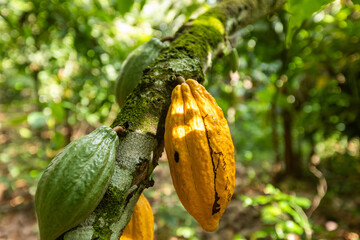 Cocoa tree with vibrant green and yellow cocoa pods growing on it.
