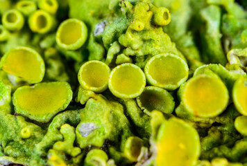 Apothecia of crustose lichen growing on a rock near the Black Sea, Ukraine, Odessa