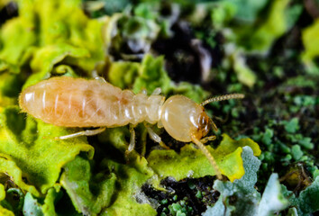 Reticulitermes lucifugus - worker termite crawling on yellow-green lichens growing on an old tree, Ukraine, Odessa