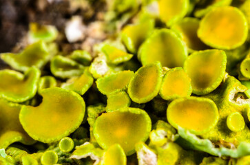 Apothecia of crustose lichen growing on a rock near the Black Sea, Ukraine, Odessa