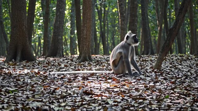 Semnopithecus Priam Monkey Standing Still in Natural Forest Habitat, Fixed Camera Wildlife Footage, Gray Langur Primate Close-up, Tropical Jungle Scene, Endangered Animal Species, Nature Documentary
