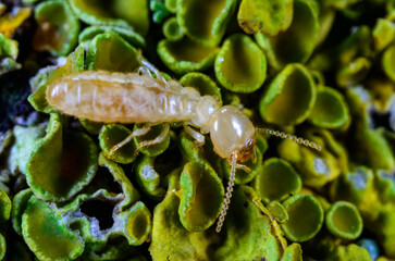 Reticulitermes lucifugus - worker termite crawling on yellow-green lichens growing on an old tree, Ukraine, Odessa