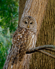 Barred Owl: The Stare