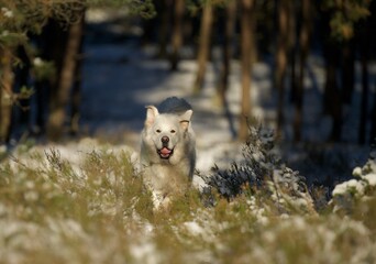 Biały pies © Jacek