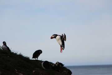 Macareux qui atterrit sur un rocher. Paysage sur la mer et l'oiseau sur son rocher. Macareux...