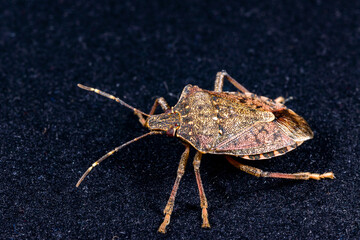 Brown marmorated stink bug Halyomorpha halys, close-up of harmful invasive bug, pest of agricultural crops, Odessa