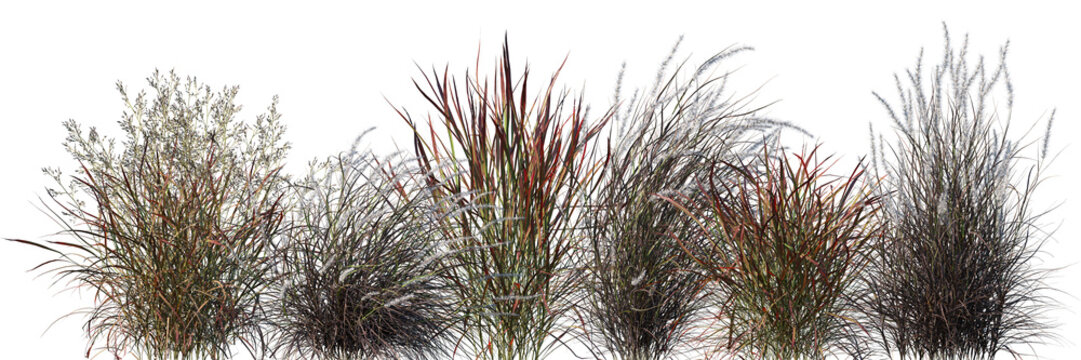Set of Panicum virgatum and Pennisetum setaceum rubrum grass isolated frontal png on a transparent background perfectly cutout
