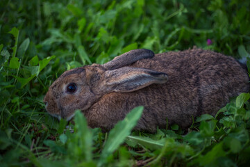 grey rabbit in the grass