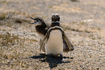 Fototapeta premium Pingüinos de Magallanes en la Patagonia argentina