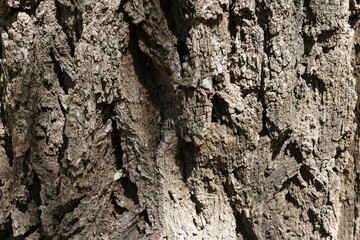 Bark of a very old tree with several incrustations and cracks