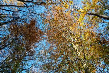 Golden leaves adorn trees reaching for a vibrant blue sky in Ratsch, Austria. Sunlight filters through  branches, highlighting the colors of autumn in this serene landscape. Fall atmosphere in nature