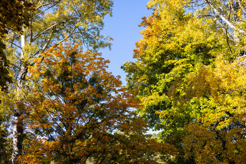 The video captures vibrant autumn foliage with shades of orange, yellow, and green. Tall trees with white bark add contrast against the clear blue sky. A peaceful seasonal scene.