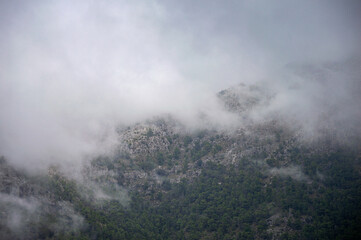 Panoramic view on pinewood from hiking trail to Pinsapo de las Escaleretas, National park of Sierra de Las Nieves, Spain