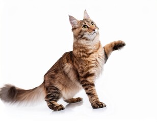 Cat Posing Gracefully: Isolated on White Background