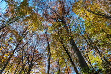 Golden leaves adorn trees reaching for a vibrant blue sky in Ratsch, Austria. Sunlight filters through  branches, highlighting the colors of autumn in this serene landscape. Fall atmosphere in nature
