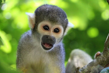 Petit singe Capucin qui parle. Jolie singe perché sur son arbre. 